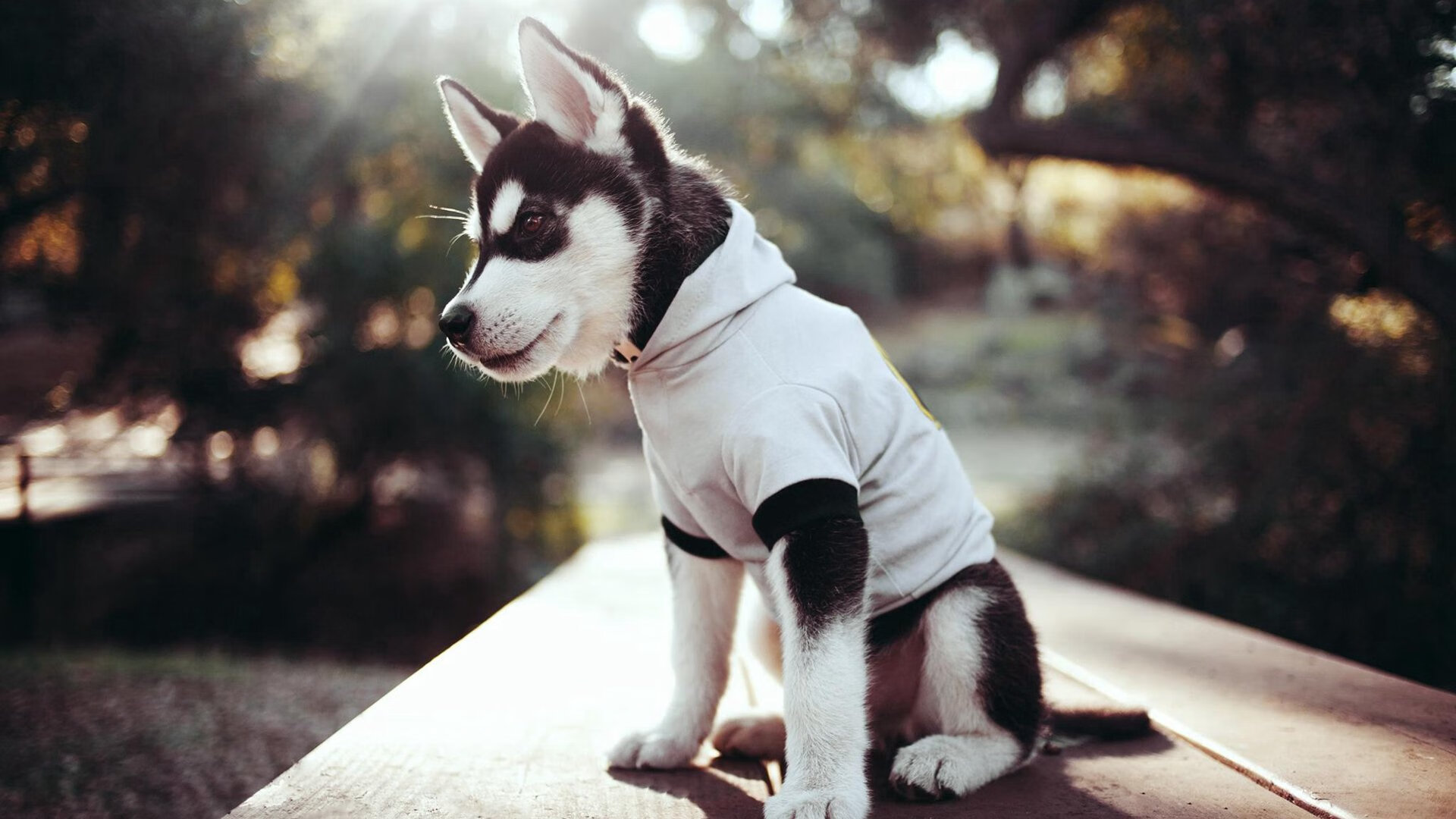 开云体育app-欧冠决赛焦点战，篮网淘汰上海队，一场跨越时空的体育对话